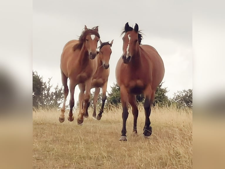 American Quarter Horse Stute 13 Jahre Brauner in Landolfshausen