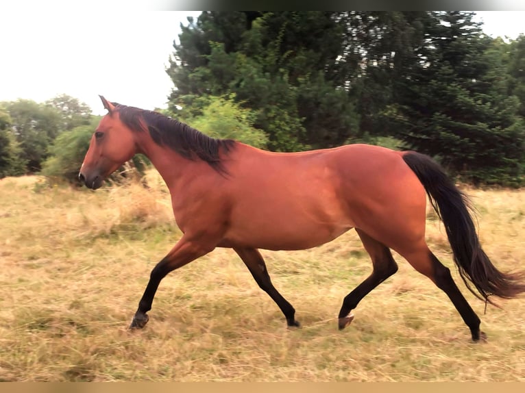 American Quarter Horse Stute 13 Jahre Brauner in Landolfshausen