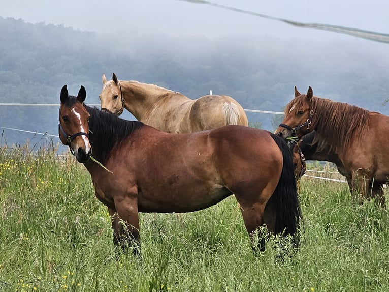 American Quarter Horse Stute 13 Jahre Brauner in Landolfshausen