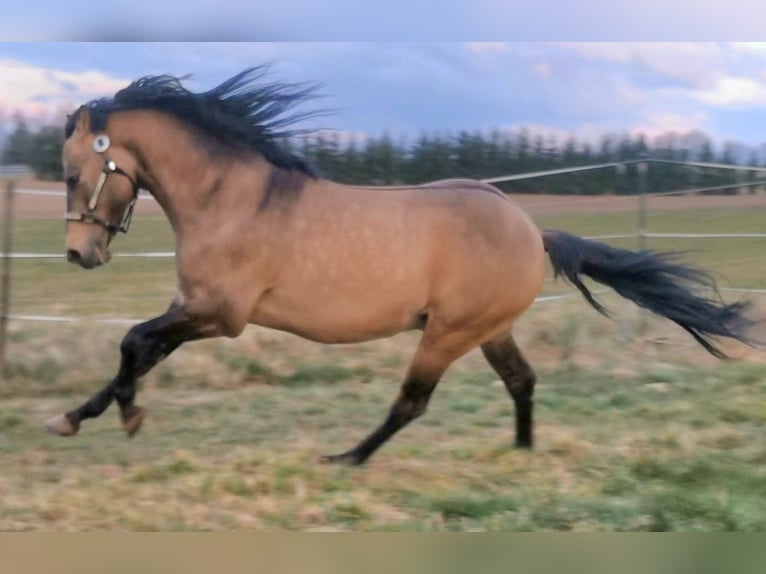 American Quarter Horse Stute 13 Jahre Brauner in Landolfshausen