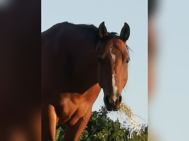 American Quarter Horse Stute 13 Jahre Brauner in Landolfshausen