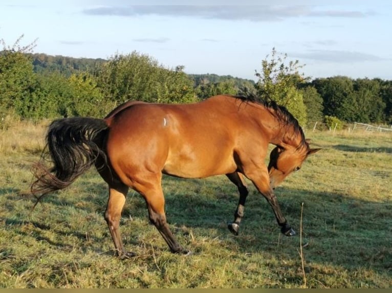 American Quarter Horse Stute 13 Jahre Brauner in Landolfshausen