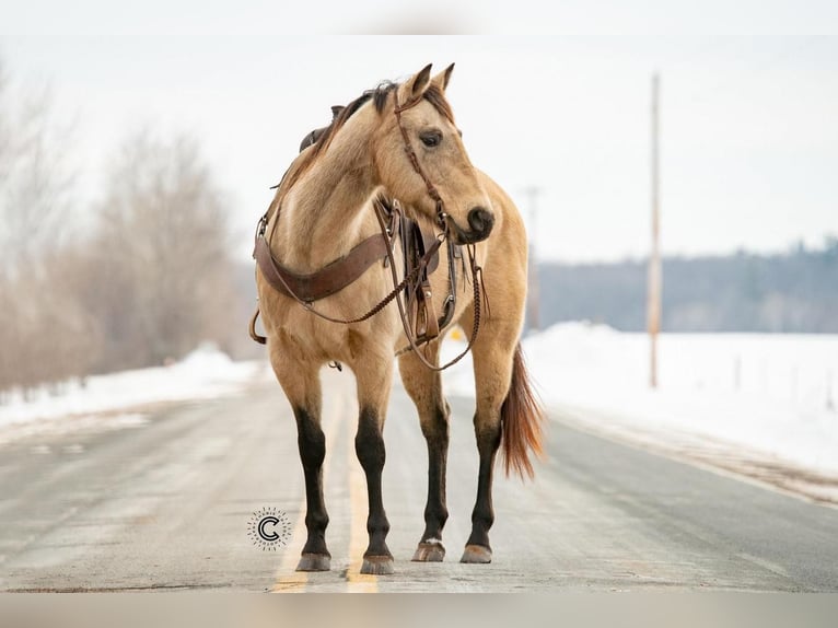 American Quarter Horse Stute 13 Jahre Buckskin in Clayton, WI