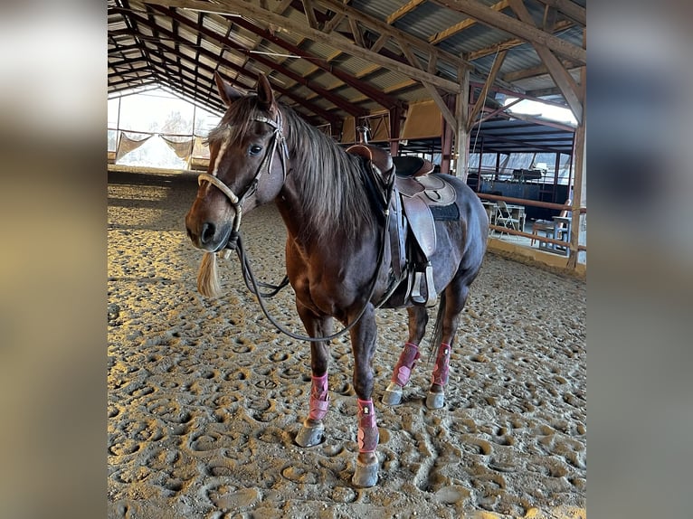 American Quarter Horse Stute 13 Jahre Fuchs in Nowy Jaworów