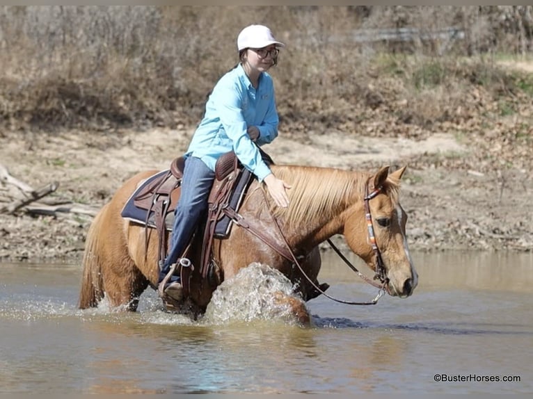 American Quarter Horse Stute 13 Jahre Palomino in Weatherford TX