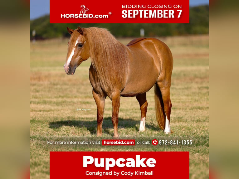 American Quarter Horse Mix Stute 13 Jahre Rotfuchs in Weatherford