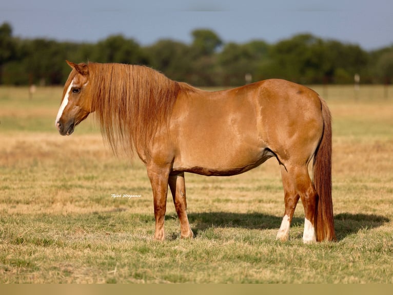 American Quarter Horse Mix Stute 13 Jahre Rotfuchs in Weatherford