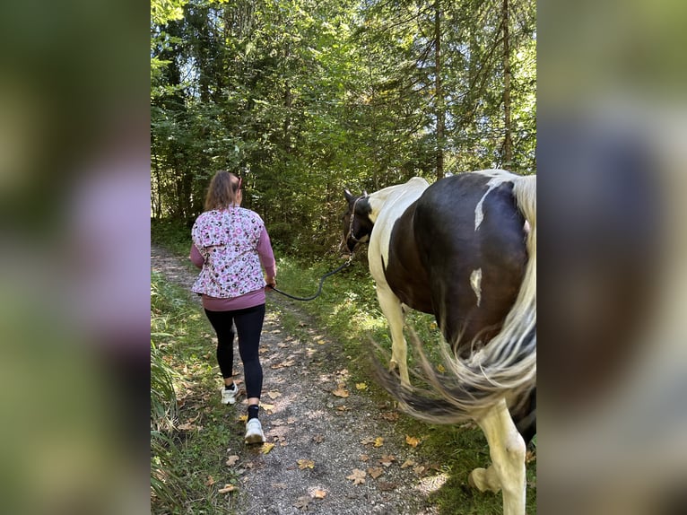 American Quarter Horse Stute 13 Jahre in Gnadenwald