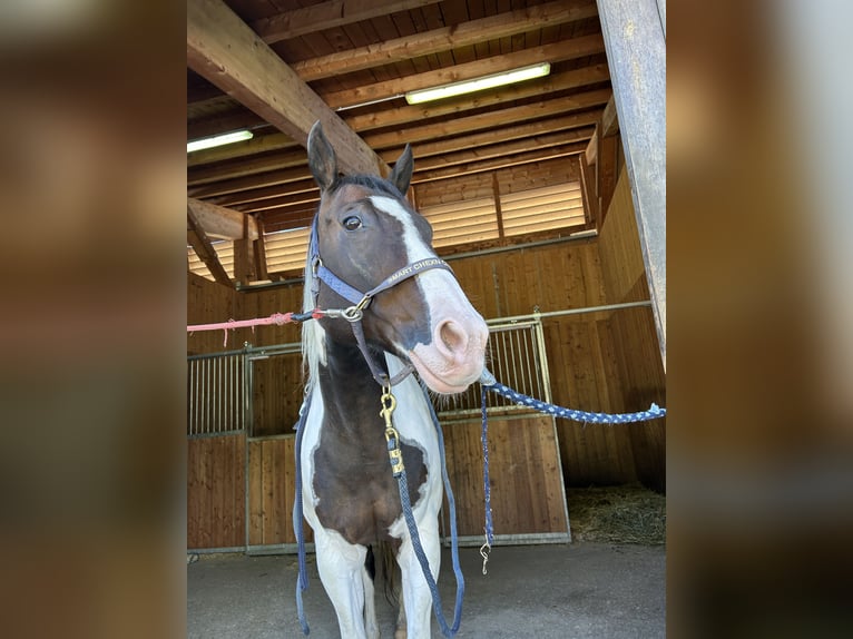 American Quarter Horse Stute 13 Jahre in Gnadenwald