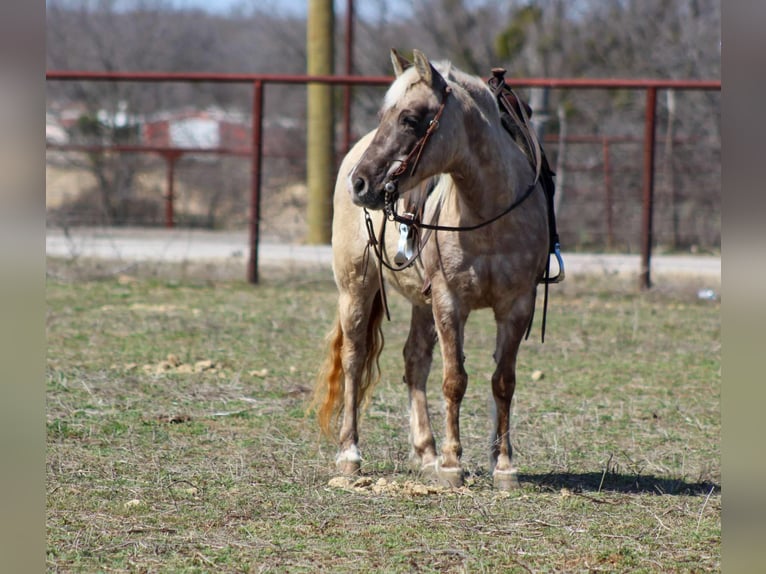 American Quarter Horse Stute 14 Jahre 122 cm Brauner in Stephenville TX