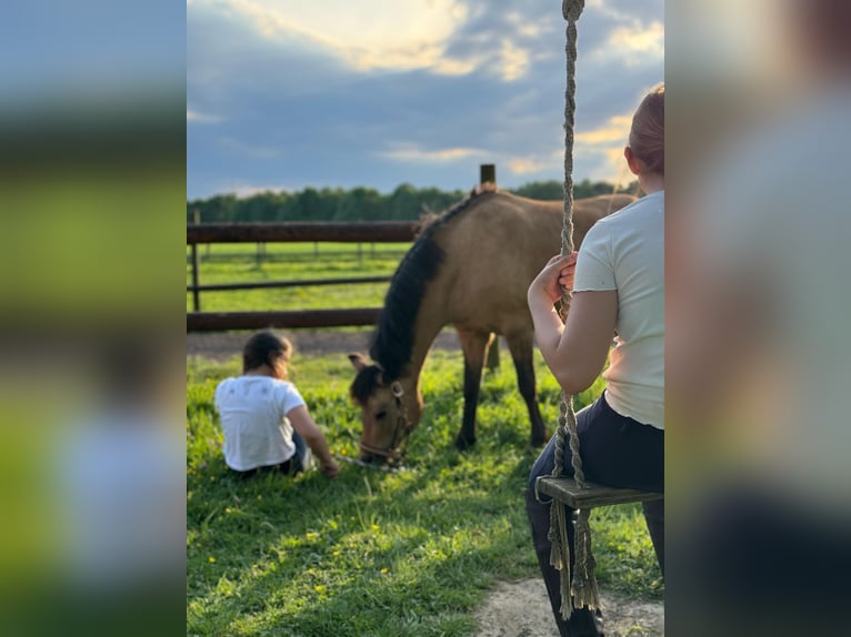 American Quarter Horse Mix Stute 14 Jahre 135 cm Falbe in Bergheim