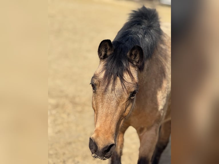 American Quarter Horse Mix Stute 14 Jahre 135 cm Falbe in Bergheim