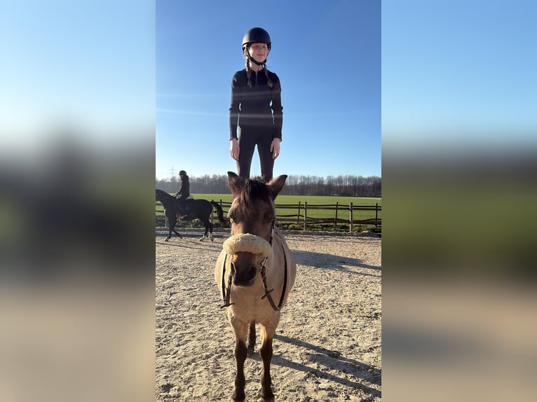 American Quarter Horse Mix Stute 14 Jahre 135 cm Falbe in Bergheim