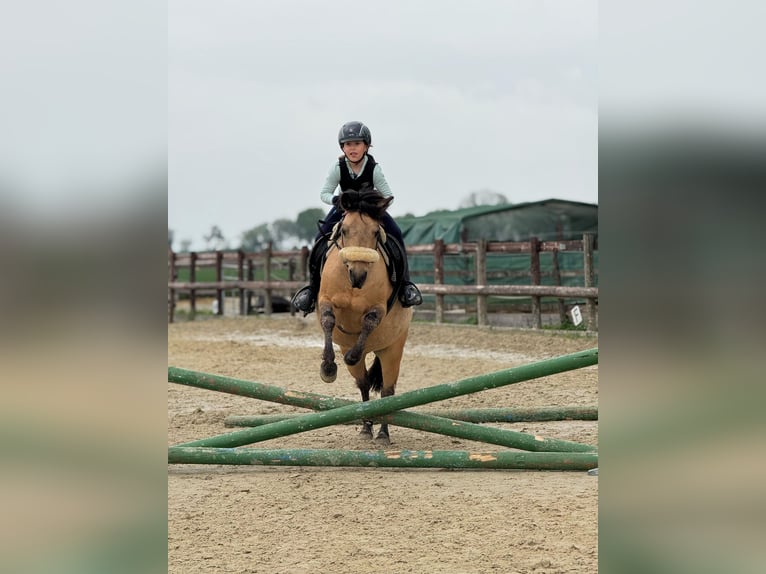 American Quarter Horse Mix Stute 14 Jahre 135 cm Falbe in Bergheim