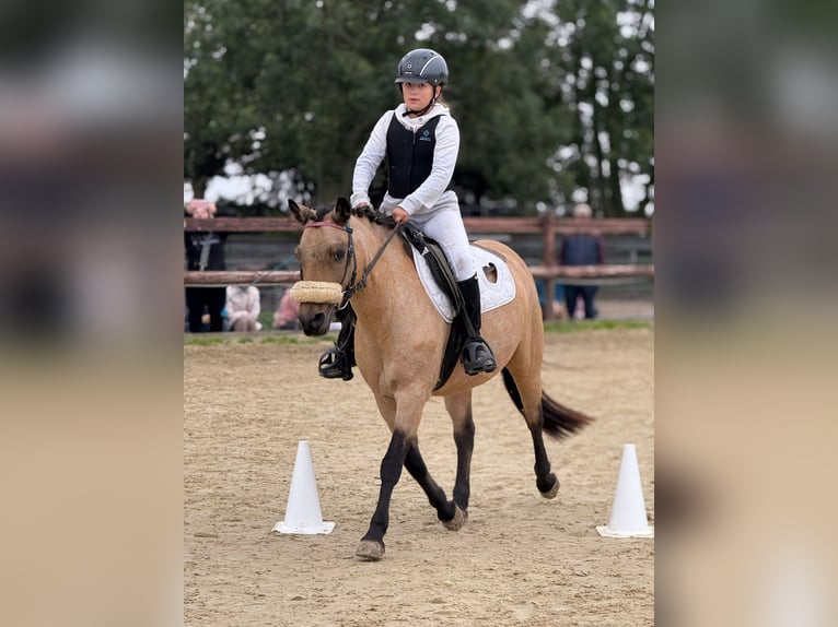 American Quarter Horse Mix Stute 14 Jahre 135 cm Falbe in Bergheim