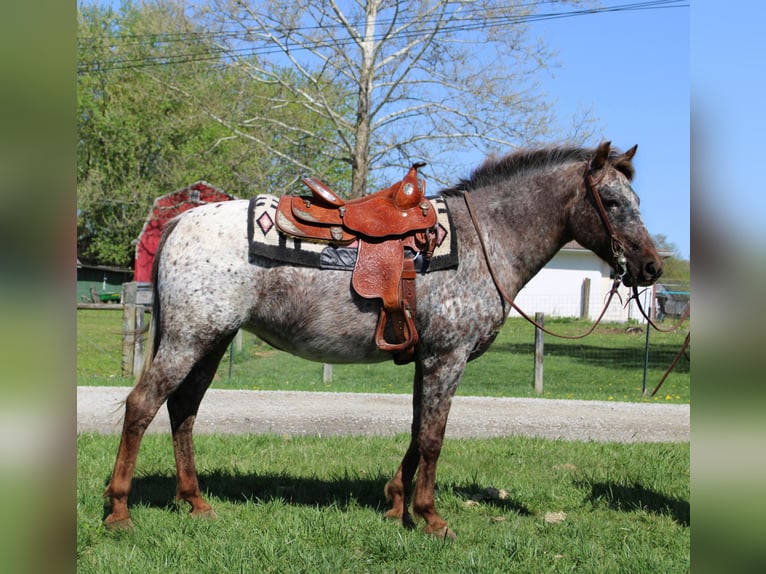 American Quarter Horse Stute 14 Jahre 137 cm Dunkelfuchs in Borden IN