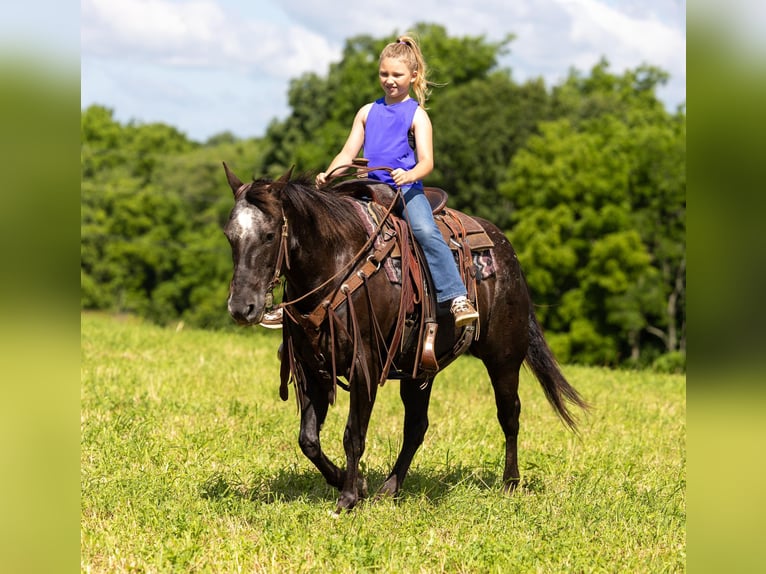 American Quarter Horse Stute 14 Jahre 142 cm Rappe in EWING, KY
