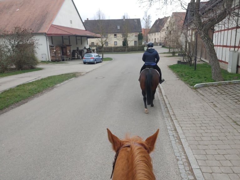 American Quarter Horse Stute 14 Jahre 145 cm Dunkelbrauner in Markt Nordheim