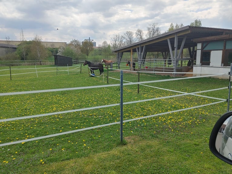 American Quarter Horse Stute 14 Jahre 145 cm Dunkelbrauner in Markt Nordheim