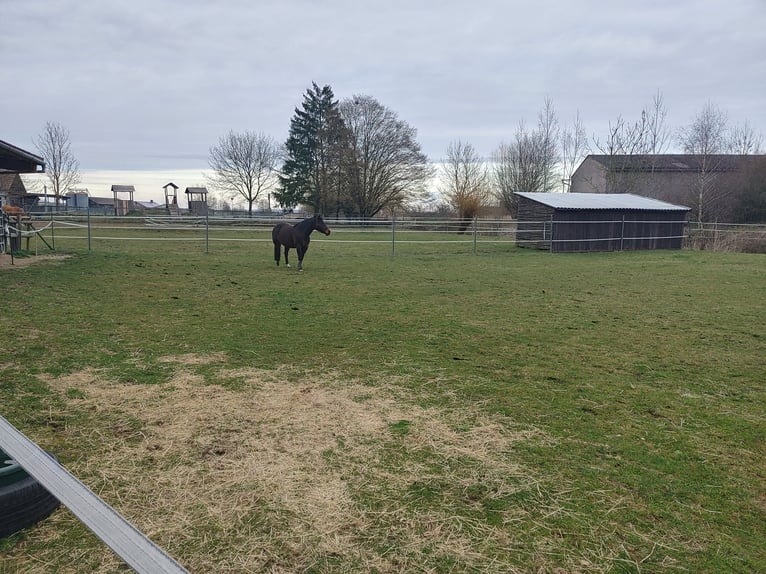 American Quarter Horse Stute 14 Jahre 145 cm Dunkelbrauner in Markt Nordheim