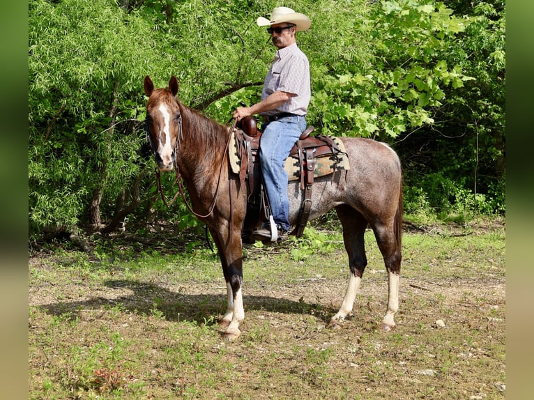 American Quarter Horse Stute 14 Jahre 145 cm Rabicano in Littlestown