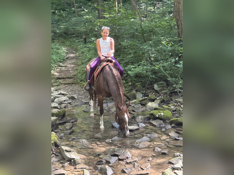 American Quarter Horse Stute 14 Jahre 145 cm Rabicano in Littlestown