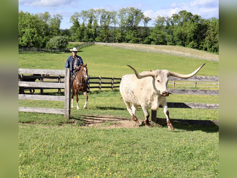 American Quarter Horse Stute 14 Jahre 145 cm Rabicano in Littlestown
