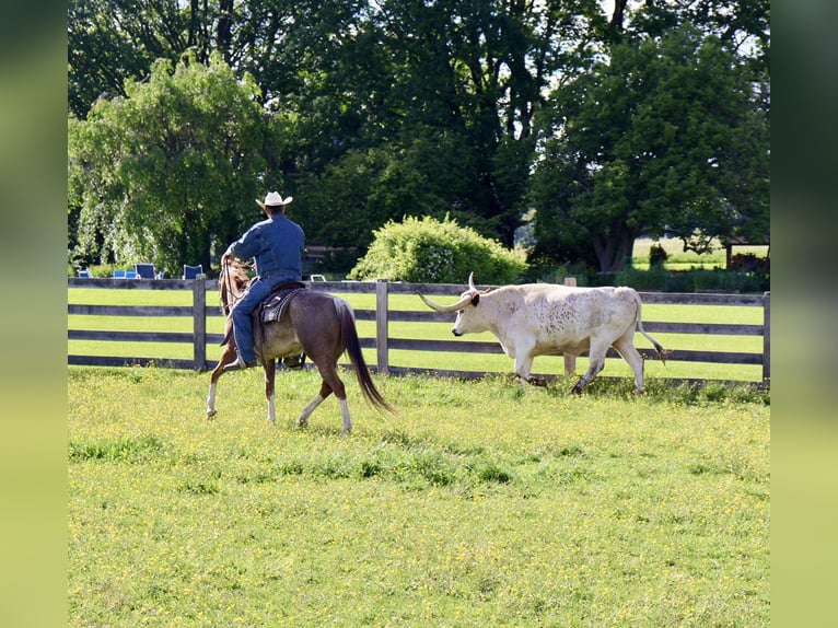American Quarter Horse Stute 14 Jahre 145 cm Rabicano in Littlestown