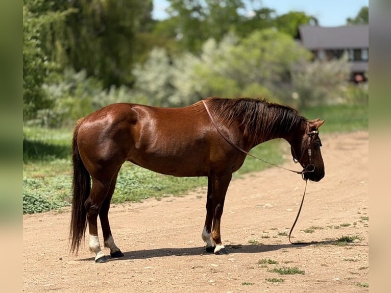 American Quarter Horse Stute 14 Jahre 145 cm Rotfuchs in Bronson
