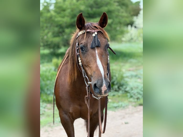 American Quarter Horse Stute 14 Jahre 145 cm Rotfuchs in Bronson