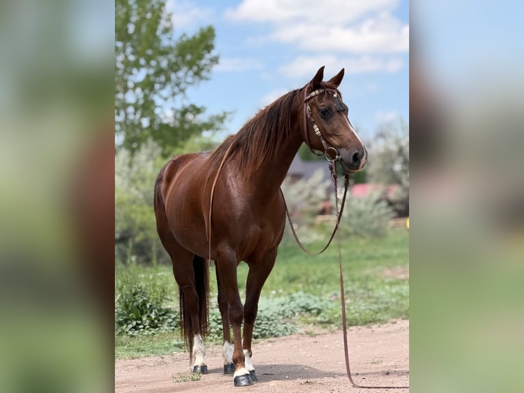 American Quarter Horse Stute 14 Jahre 145 cm Rotfuchs in Bronson