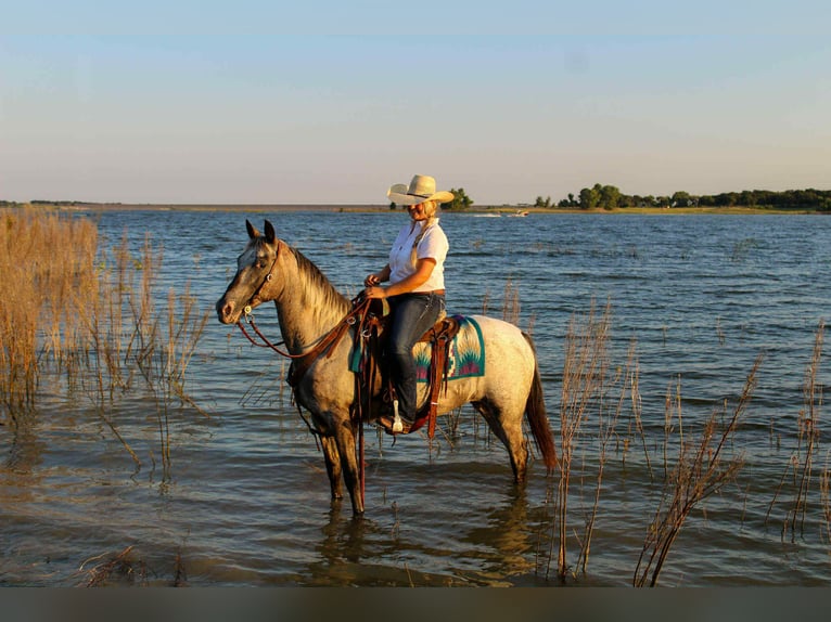 American Quarter Horse Stute 14 Jahre 145 cm Schimmel in Stephenville TX