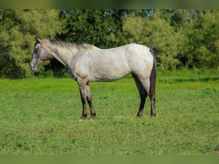 American Quarter Horse Stute 14 Jahre 145 cm Schimmel in Stephenville TX