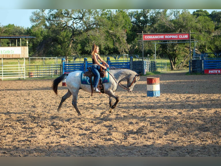 American Quarter Horse Stute 14 Jahre 145 cm Schimmel in Stephenville TX