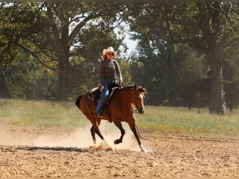 American Quarter Horse Stute 14 Jahre 147 cm Buckskin in Quitman