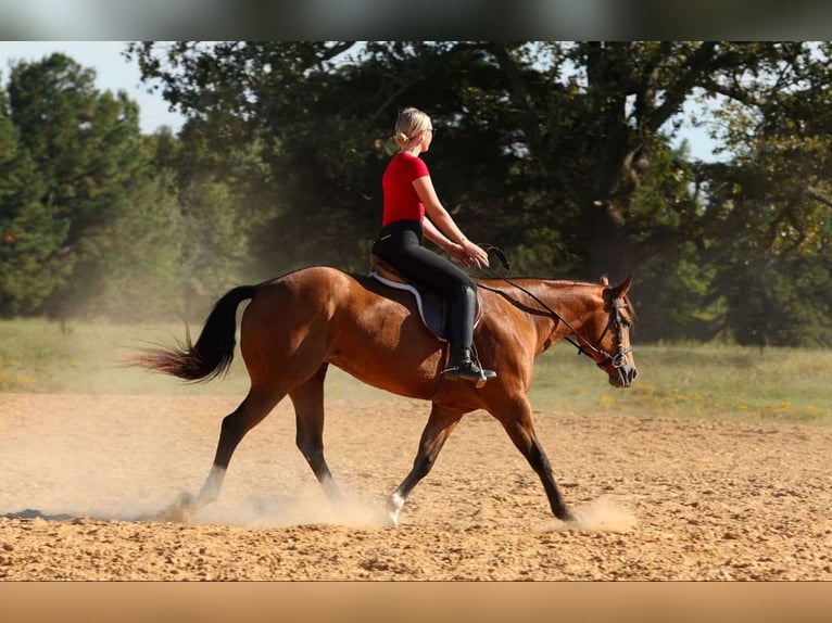 American Quarter Horse Stute 14 Jahre 147 cm Buckskin in Quitman