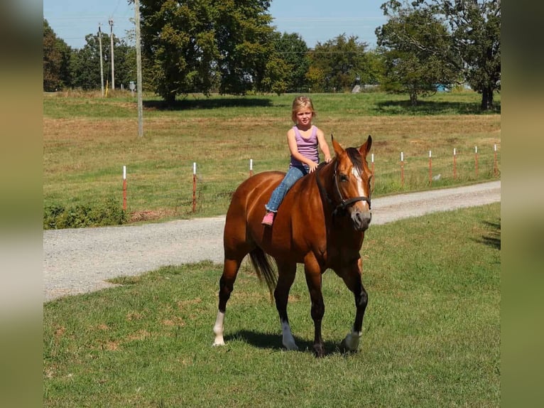 American Quarter Horse Stute 14 Jahre 147 cm Buckskin in Quitman