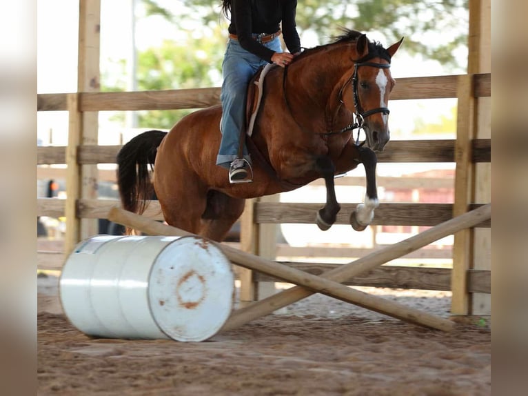 American Quarter Horse Stute 14 Jahre 147 cm Buckskin in Quitman