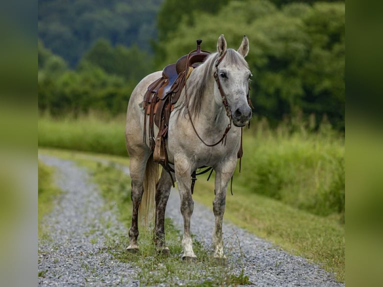American Quarter Horse Stute 14 Jahre 147 cm Schimmel in Wallingford KY