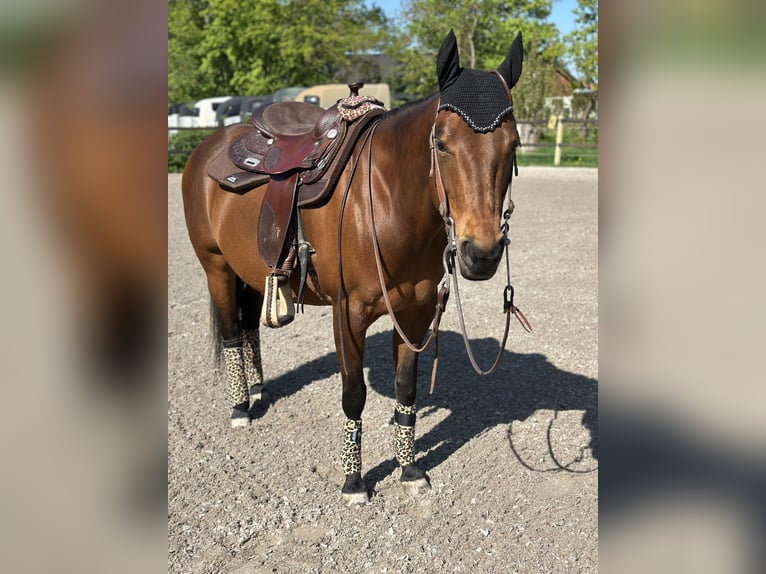American Quarter Horse Stute 14 Jahre 148 cm Brauner in Schifferstadt
