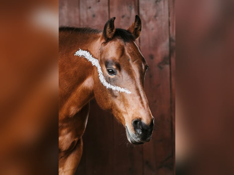 American Quarter Horse Stute 14 Jahre 148 cm Brauner in Schifferstadt