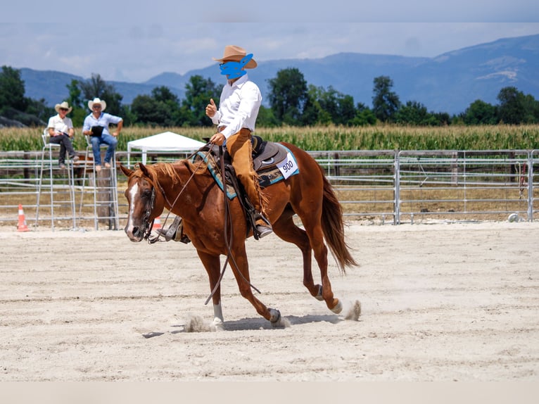 American Quarter Horse Stute 14 Jahre 148 cm Fuchs in Formignana