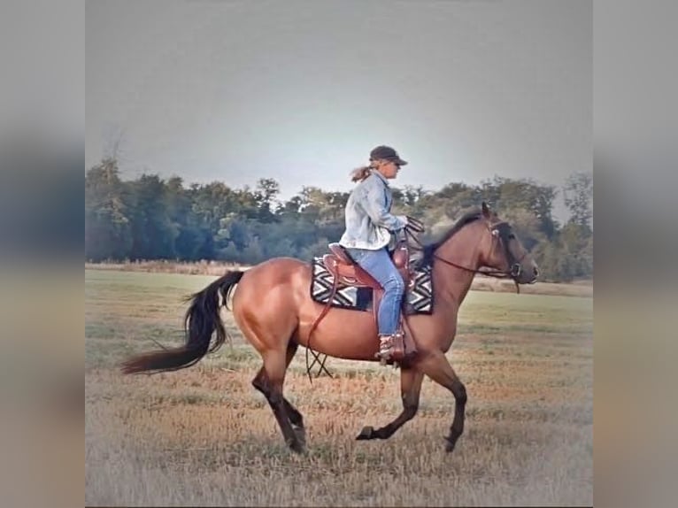 American Quarter Horse Stute 14 Jahre 150 cm Dunkelbrauner in Rodersdorf American Quarter Horse Stute 14 Jahre 150 cm Dunkelbrauner in Rodersdorf