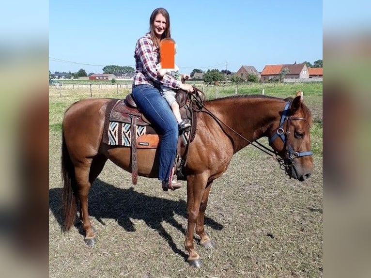 American Quarter Horse Stute 14 Jahre 150 cm Fuchs in Ruddervoorde
