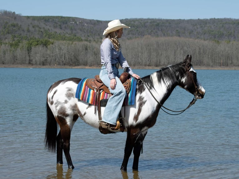 American Quarter Horse Stute 14 Jahre 150 cm Overo-alle-Farben in Quitman AR
