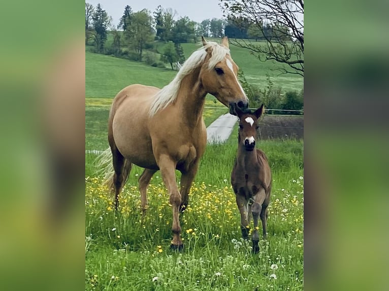 American Quarter Horse Stute 14 Jahre 150 cm Palomino in Garmisch-Partenkirchen