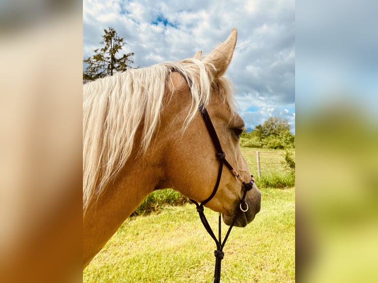 American Quarter Horse Stute 14 Jahre 150 cm Palomino in Garmisch-Partenkirchen