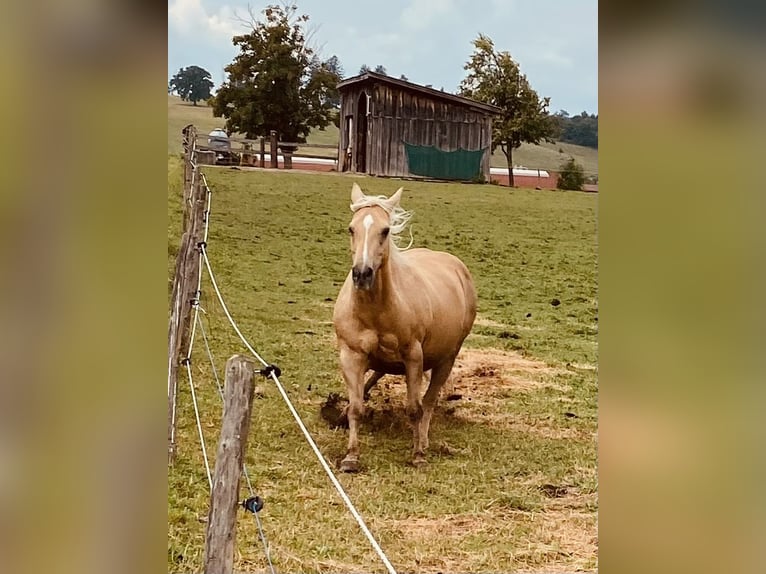 American Quarter Horse Stute 14 Jahre 150 cm Palomino in Garmisch-Partenkirchen