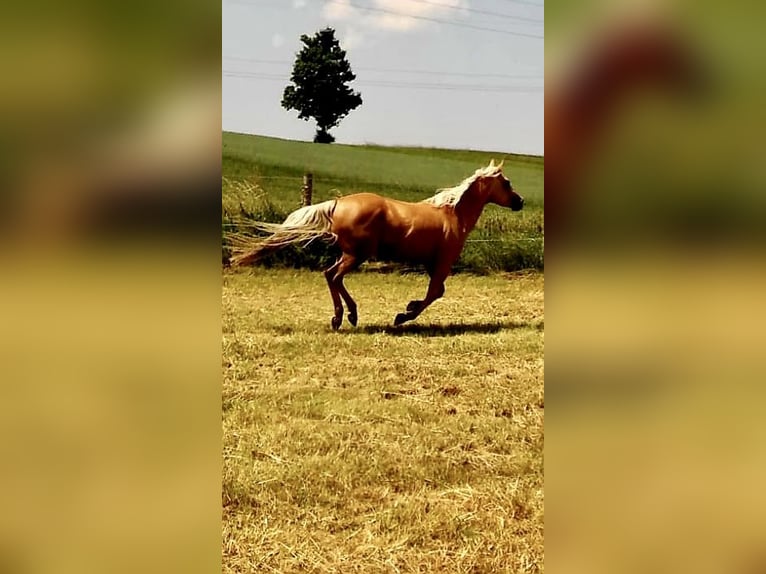 American Quarter Horse Stute 14 Jahre 150 cm Palomino in Garmisch-Partenkirchen