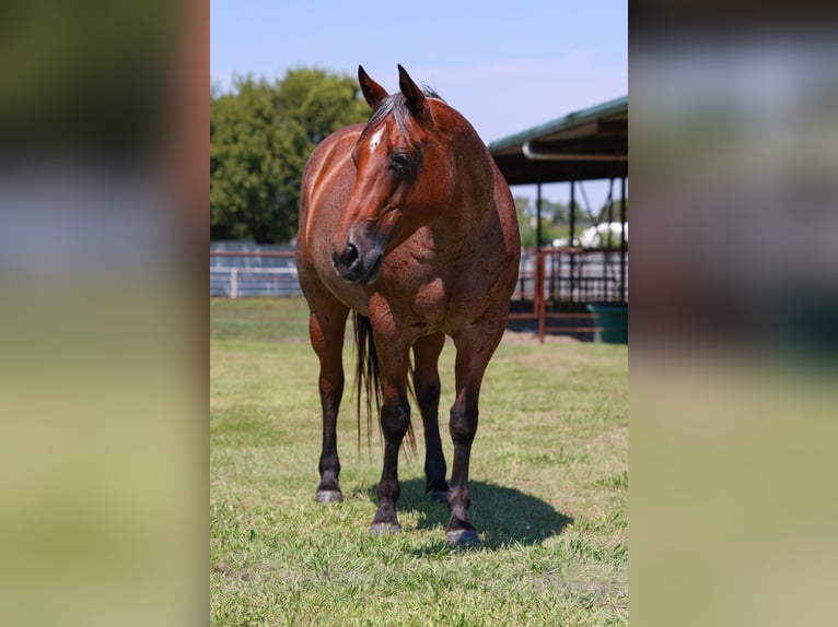 American Quarter Horse Stute 14 Jahre 150 cm Roan-Bay in Forney